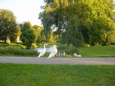 West highland white terrier Airas Milo Lucas  billede 10