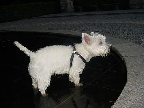 West highland white terrier Airas Milo Lucas  billede 11