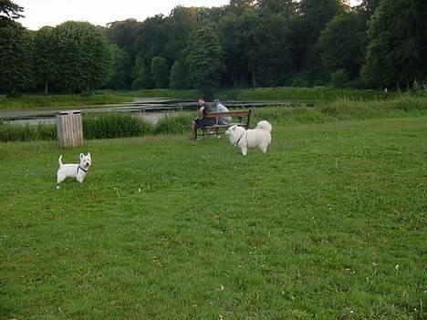 West highland white terrier Airas Milo Lucas  billede 12