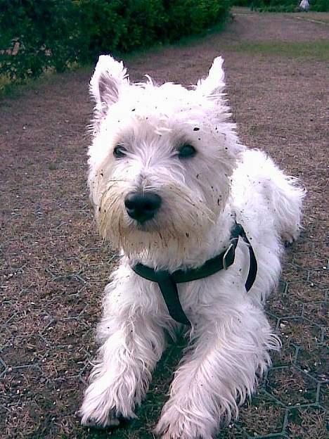 West highland white terrier Airas Milo Lucas  billede 13