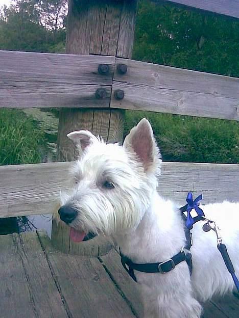 West highland white terrier Airas Milo Lucas  billede 14
