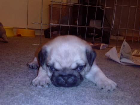 Mops Albert, Næstved - STOR FARLIG TIGER! - 4 uger gammel... billede 3