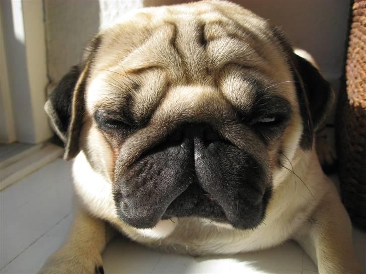 Mops Albert, Næstved - Man kan sove hvor som helst :-) billede 4