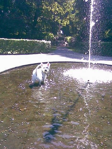 West highland white terrier Airas Milo Lucas  billede 15