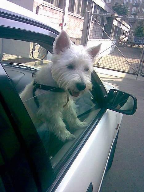 West highland white terrier Airas Milo Lucas  billede 16