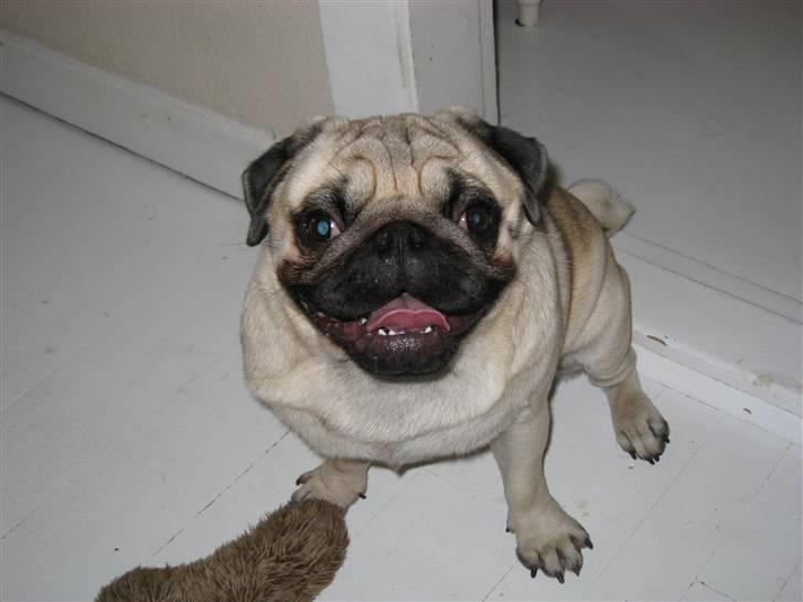 Mops Albert, Næstved - Selvom man er mops - Må man jo godt se lidt lækker ud... billede 5