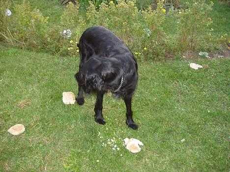 Blanding af racer Lucky - Hvad var det? billede 13