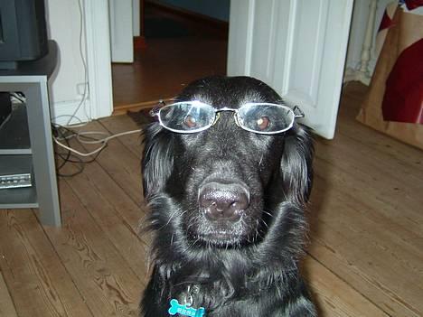 Flat coated retriever Kaya billede 6