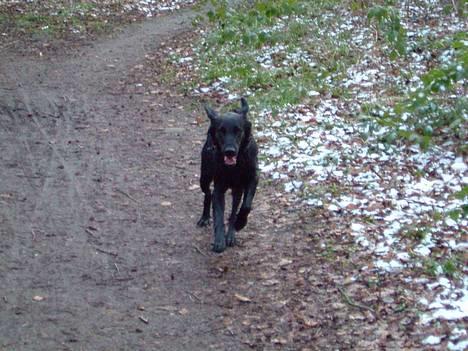 Flat coated retriever Kaya billede 7