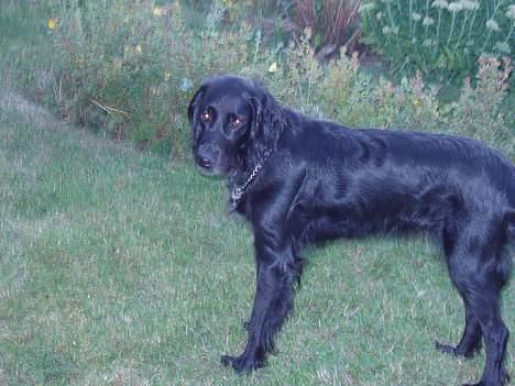 Blanding af racer Lucky - Er du ikke snart færdig? billede 14