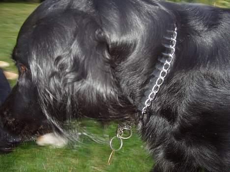 Blanding af racer Lucky - Undskyld! jeg kom vist for tæt på kameraet billede 15