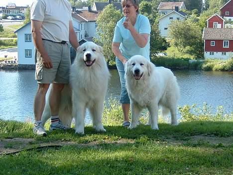 Pyreneerhund  Beauty  - et billed mere af disse to skønne hunde  billede 3