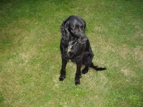 Blanding af racer Lucky - Hvad sagde du? billede 16