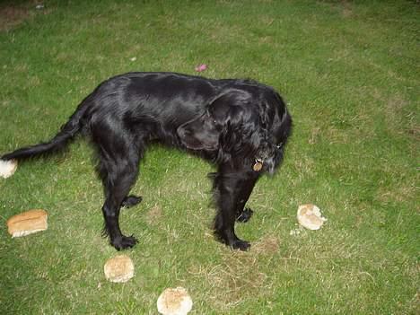 Blanding af racer Lucky - Nej! hvem har sat gang i den hale billede 17