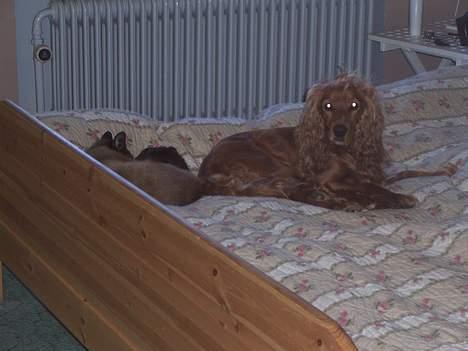Cocker spaniel zenta - zenta er lige stået op... men hendes ven min kat sover stadig heh billede 7