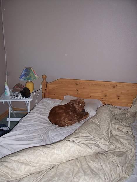 Cocker spaniel zenta - min mor kan lige så godt lade hver med at prøve at rede seng... zenta VIL ikk flytte sig heh billede 8