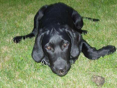 Blanding af racer Rollo - Hej! jeg er rollo billede 1