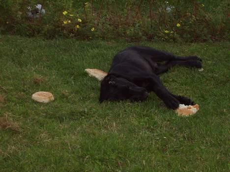 Blanding af racer Rollo - kom her! billede 2