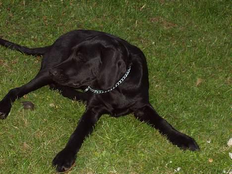 Blanding af racer Rollo - Hvad var det? billede 3