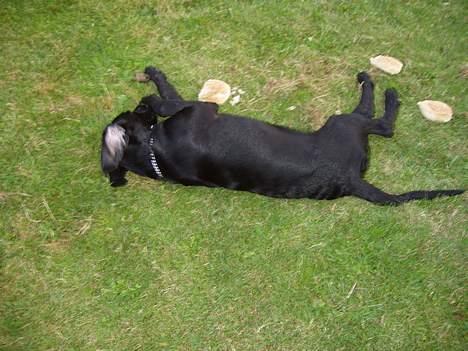 Blanding af racer Rollo - Jeg gider ikke mere! billede 4