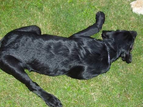 Blanding af racer Rollo - Dejligt at flade lidt ud! billede 5