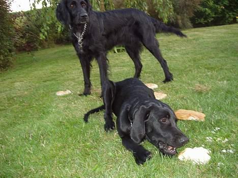 Blanding af racer Rollo - Her er vi begge to! nej et brød! billede 6