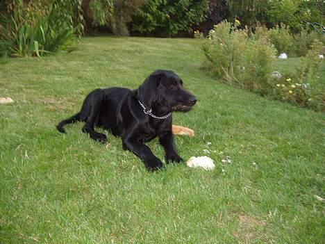 Blanding af racer Rollo - Hvad er det der henne! billede 7