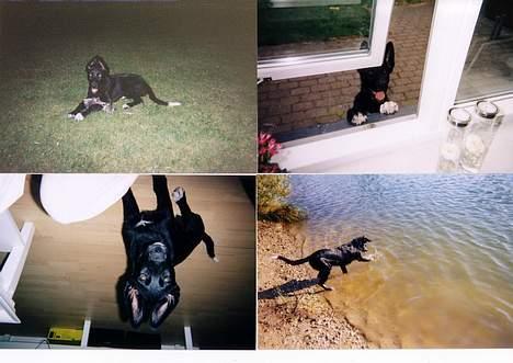 Blanding af racer Julius - fire billeder i en. billede 3