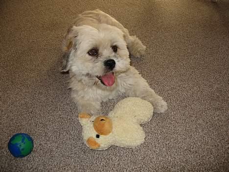 Lhasa apso Molly  - leger lige far billede 11