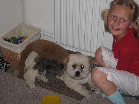 Lhasa apso Molly  - jeg skal stå model til meget billede 12