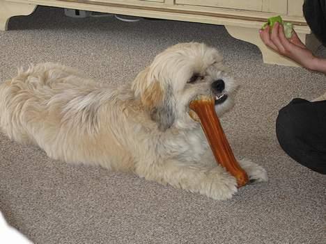 Lhasa apso Molly  - far overdriver altid men jeg skal vise ham billede 13