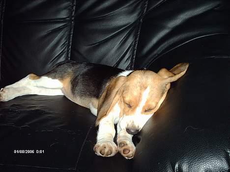 Beagle Trisse billede 1