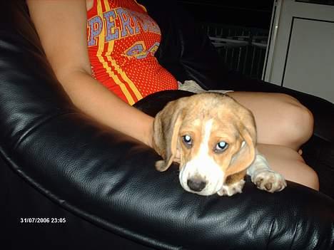 Beagle Trisse billede 2