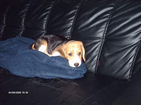 Beagle Trisse billede 3