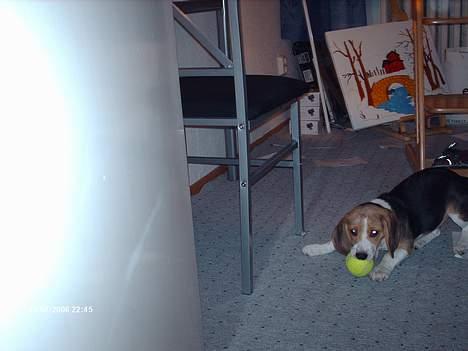 Beagle Trisse billede 4