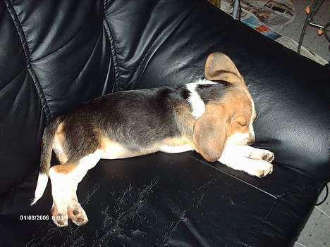 Beagle Trisse billede 5