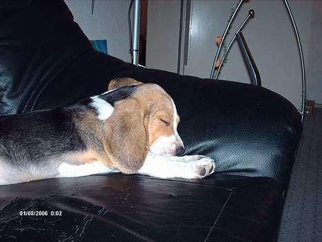 Beagle Trisse billede 6