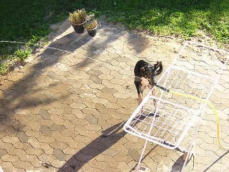 Blanding af racer Daisy*RIP* - Jeg prøver at æde vandstrålen billede 13