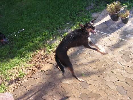 Blanding af racer Daisy*RIP* - Billedet er desværre lidt utydligt, men det er svært at tage billeder af en hund flyver rundt, når hun leger med vand billede 14
