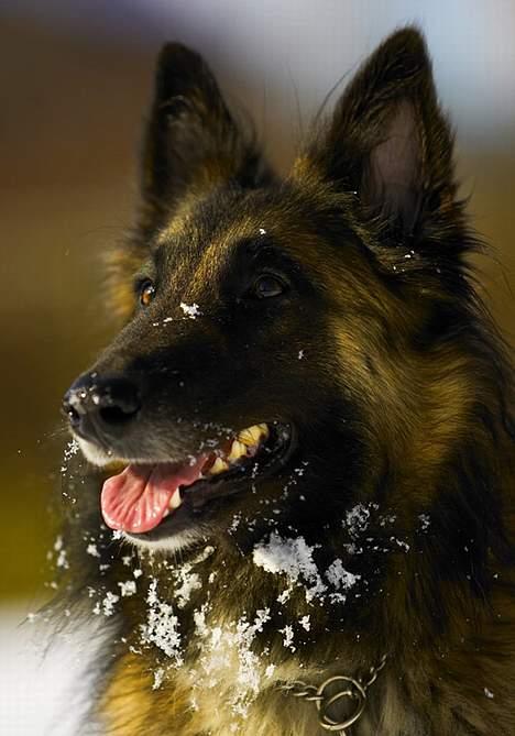 Belgisk hyrdehund Marizya billede 1