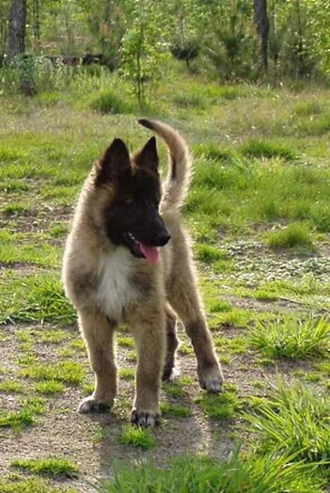 Belgisk hyrdehund Marizya billede 2
