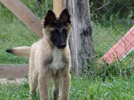 Belgisk hyrdehund Marizya billede 3