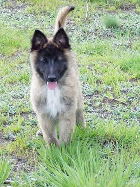 Belgisk hyrdehund Marizya billede 4