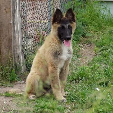 Belgisk hyrdehund Marizya billede 6