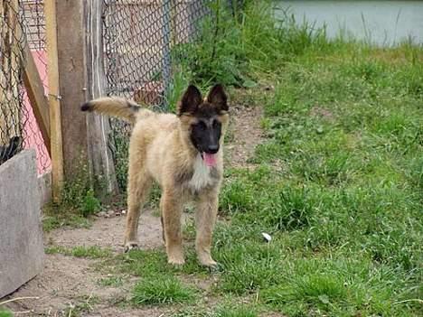 Belgisk hyrdehund Marizya billede 7