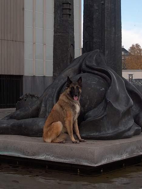 Belgisk hyrdehund Marizya billede 9