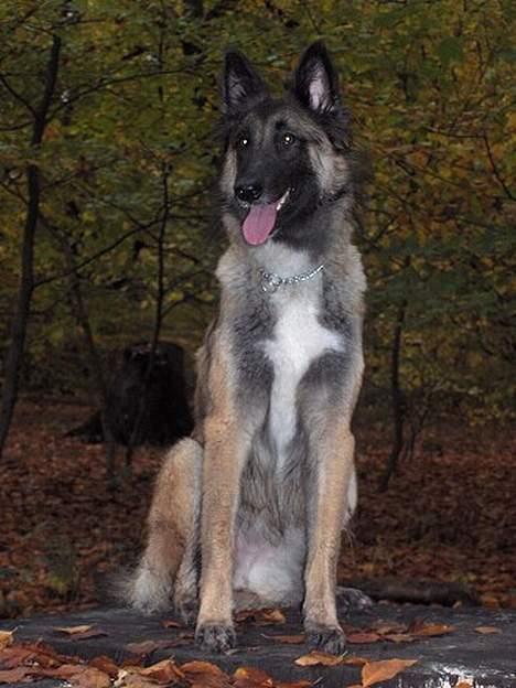 Belgisk hyrdehund Marizya billede 10