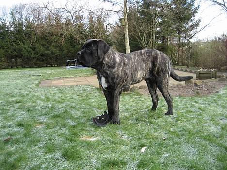 Mastiff engelsk mastiff Hogan billede 13