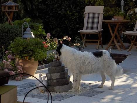 Border collie nala sov ind den 30/03-07 - hos mormor og morfar rigtig god højde for en vandskål :) billede 14