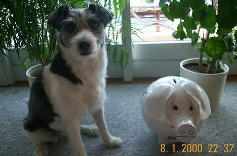 Blanding af racer Kiki - Her er jeg med mit sparesvin. billede 20